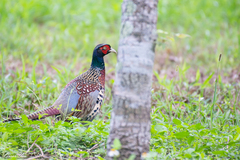 Phasianus colchicus formosanus