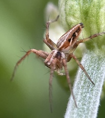 Oxyopes amoenus