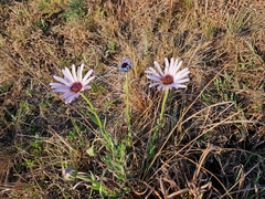 Dimorphotheca spectabilis