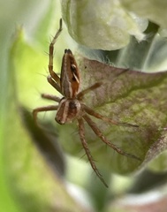 Oxyopes amoenus
