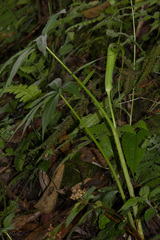 Arisaema consanguineum