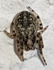 Larinioides ixobolus