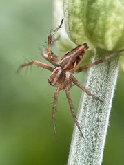 Oxyopes amoenus