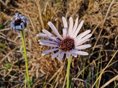 Dimorphotheca spectabilis