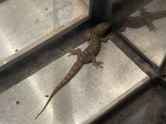 Hemidactylus bowringii