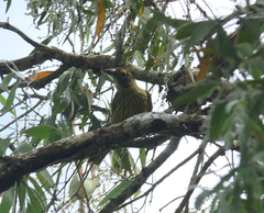 Oriolus flavocinctus