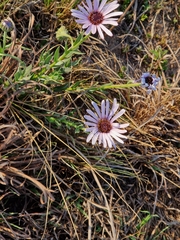 Dimorphotheca spectabilis