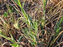 Dimorphotheca spectabilis