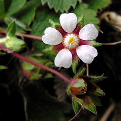 Potentilla micrantha