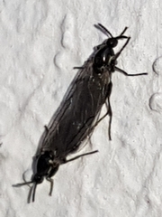 Scatopsidae