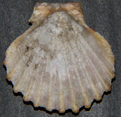 Pectinidae
