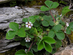 Potentilla micrantha