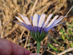 Dimorphotheca spectabilis