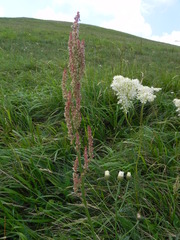 Rumex acetosa