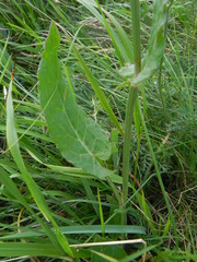 Rumex acetosa