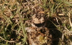 Vanellus coronatus