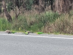 Polytelis swainsonii