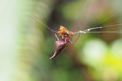 Eriovixia pseudocentrodes