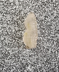 Diptera