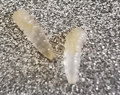 Diptera