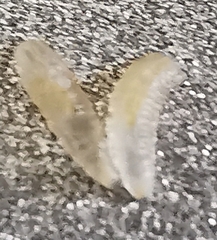 Diptera