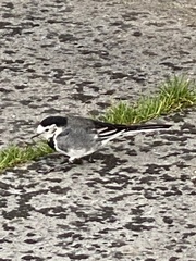 Motacilla alba yarrellii