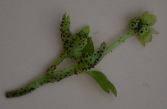 Puccinia adoxae