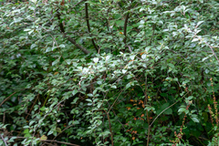 Cotoneaster