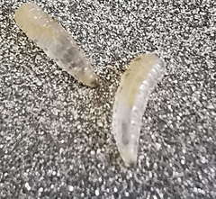 Diptera