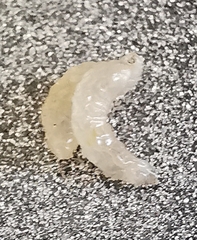 Diptera