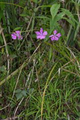 Dianthus palinensis