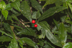Ardisia crispa
