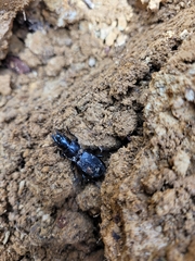 Plocamostethus planiusculus