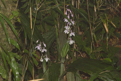 Calanthe aristulifera