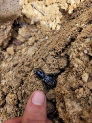 Plocamostethus planiusculus