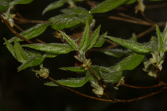 Rhododendron mariesii