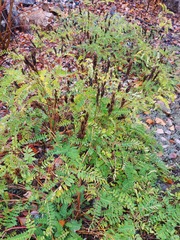 Astragalus schelichowii