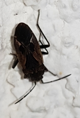 Rhyparochromus