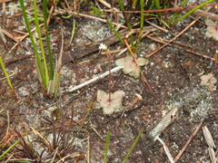 Stylidium tenerum