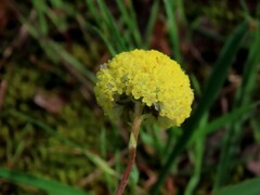 Craspedia variabilis