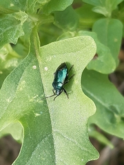 Zicrona caerulea