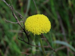 Craspedia variabilis