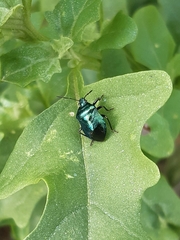 Zicrona caerulea