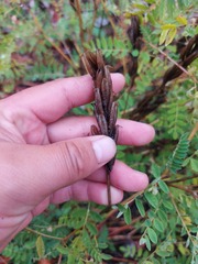 Astragalus schelichowii