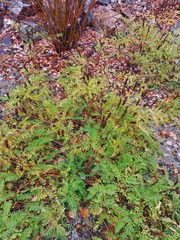 Astragalus schelichowii