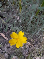 Hibbertia obtusifolia