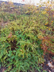 Astragalus schelichowii
