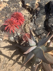 Aloe perfoliata