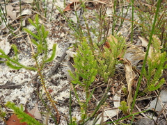 Selaginella uliginosa