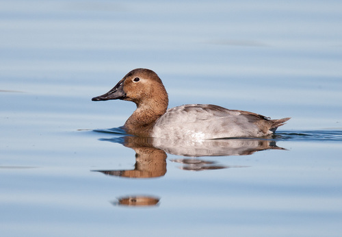 Canvasback